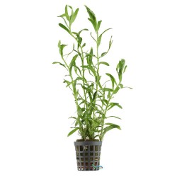 Heteranthera zosterifolia in vasetto - Aquaflora