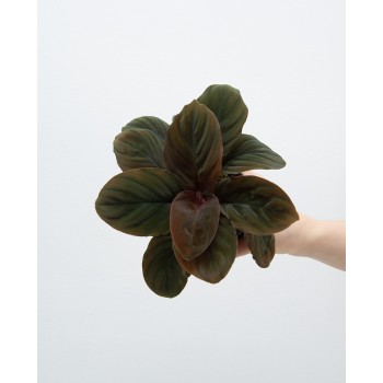 HOMALOMENA HUMILIS DANS JAR - Aquaflora