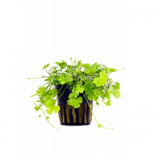 Hydrocotyle cf. tripartite dans le pot - Aquaflora