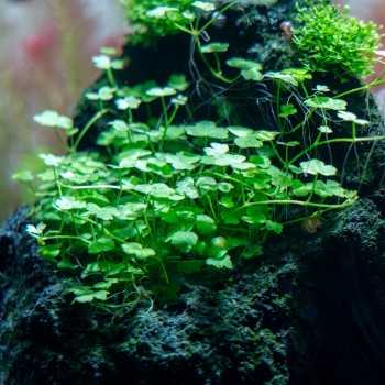 Hydrocotyle CF. tripartite in jar - Aquaflora 2