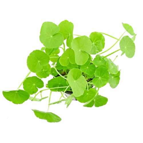 Hydrocotyle leukocephala in jar - Aquaflora
