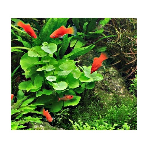 Hydrocotyle leucocephala in vasetto - Aquaflora