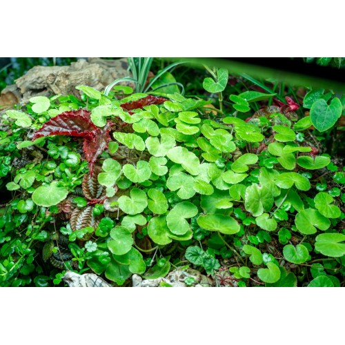 Hydrocotyle leucocephala in pot - Aquaflora