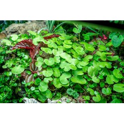 Hydrocotyle leucocephala in vasetto - Aquaflora