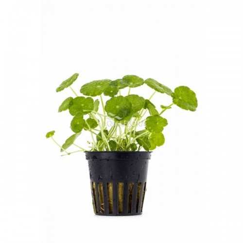 Vertical Hydrocotyle in Jar - Aquaflora