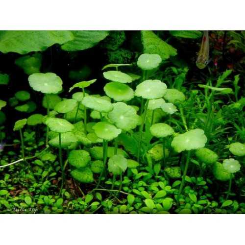 Vertical Hydrocotyle in Jar - Aquaflora