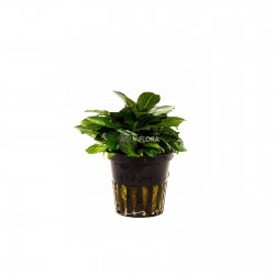 HYGROPHILA CORYMBOSA 'PARVIFOLIA' in jar - Aquaflora
