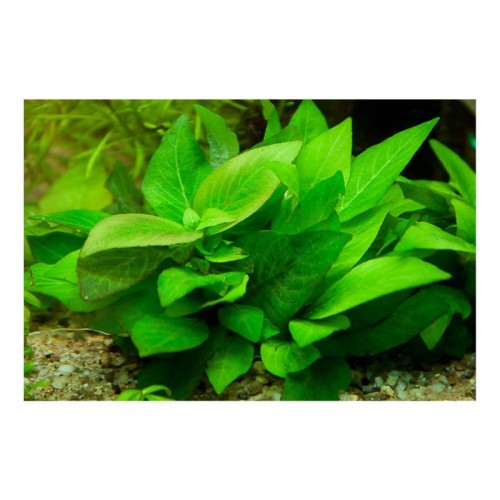 Hygrophila Corymbosa 'Parvifolia' dans le pot -...