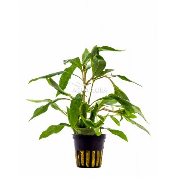 Hygrophila corymbosa 'Angustifolia' in vasetto - Aquaflora