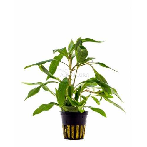 Hygrophila Corymbosa 'Angustifolia' in Jar -...