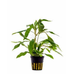 Hygrophila Corymbosa 'Angustifolia' in Jar - Aquaflora