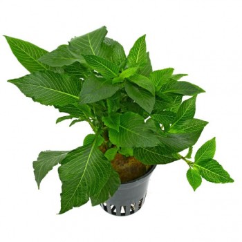 Hygrophila corymbosa 'Parvifolia Green' in vasetto - Aquaflora