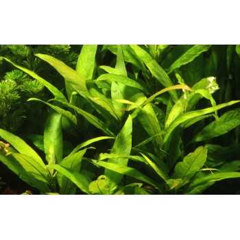 HYGROPHILA CORYMBOSA 'STRICTA' in jar - Aquaflora 2