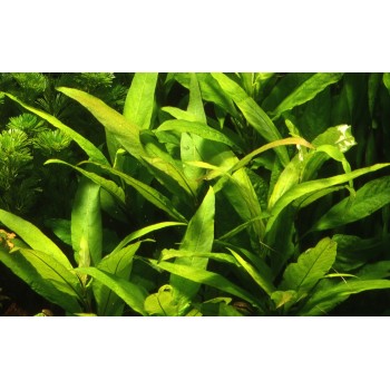 Hygrophila corymbosa 'Stricta' in vasetto - Aquaflora 2