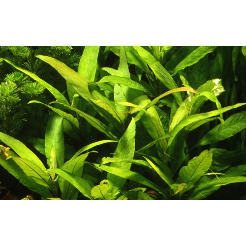 Hygrophila corymbosa 'Stricta' in pot - Aquaflora