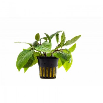 Hygrophila Corymbosa 'stricta' dans le pot - Aquaflora