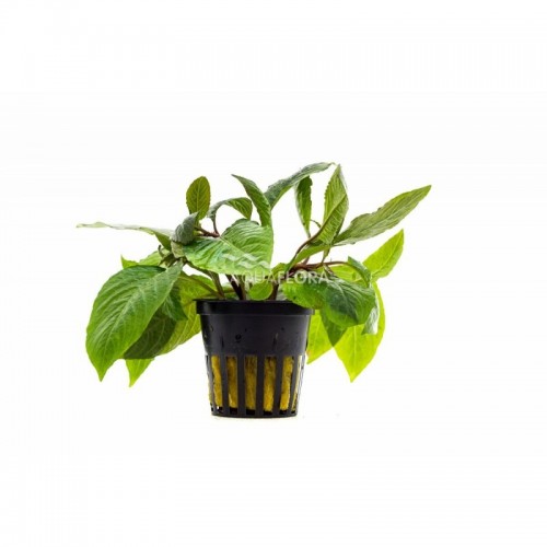 Hygrophila Corymbosa 'stricta' dans le pot -...