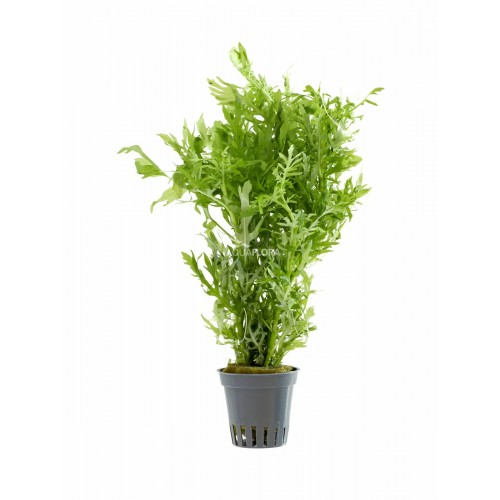 Hygrophila difformis in vasetto - Aquaflora