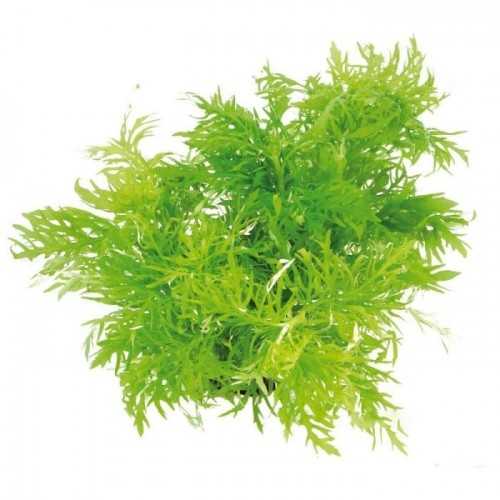 HYGROPHILE DifforMIS in jar - Aquaflora