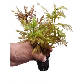 Hygrophila difformis 'Red' in vasetto - Aquaflora
