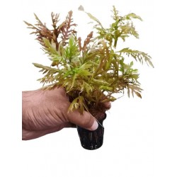 Hygrophila diforme 'rouge' dans le pot - Aquaflora