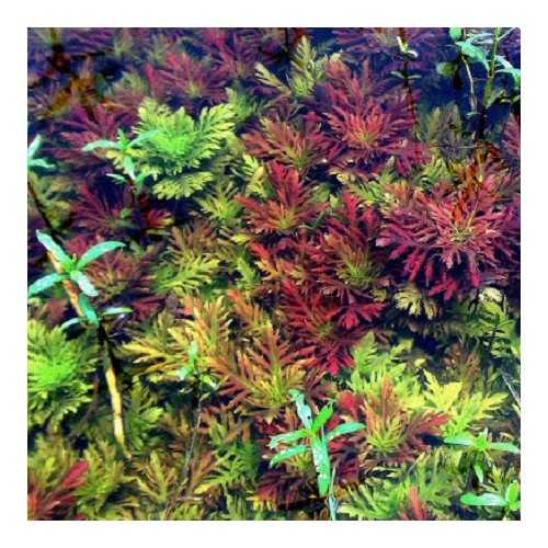 HYGROPHILA DifforMis 'Red' in jar - Aquaflora