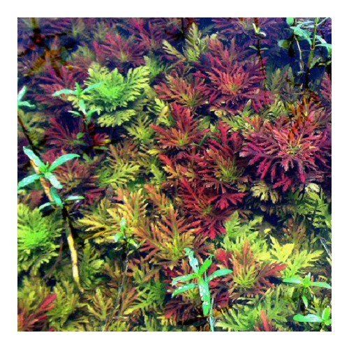 Hygrophila diforme 'rouge' dans le pot - Aquaflora