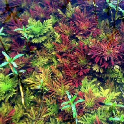 Hygrophila diforme 'rouge' dans le pot - Aquaflora