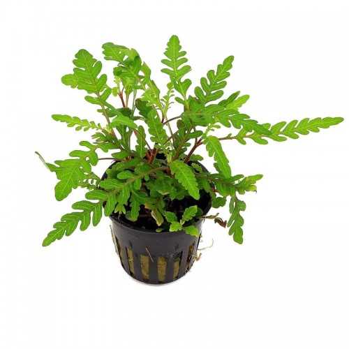 Hygrophila pinnatifida in jar - Aquaflora