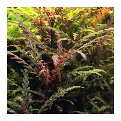 Hygrophila pinnatifida à Jar - Aquaflora