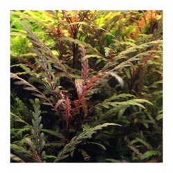 Hygrophila pinnatifida in jar - Aquaflora
