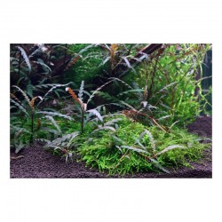 Hygrophila pinnatifida à Jar - Aquaflora