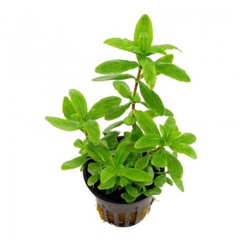 Hygrophila polysperma in jar - Aquaflora