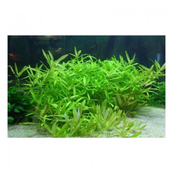 Hygrophila polysperma in vasetto - Aquaflora 2