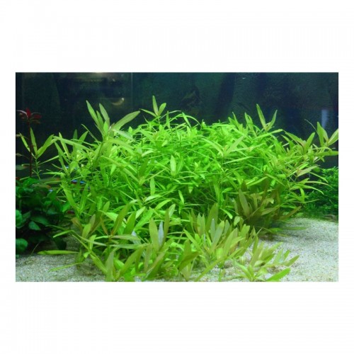 Hygrophila polysperma in jar - Aquaflora