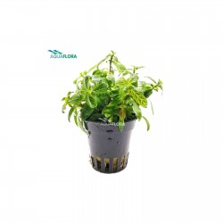 Hygrophila polysperma Sunset in jar - Aquaflora