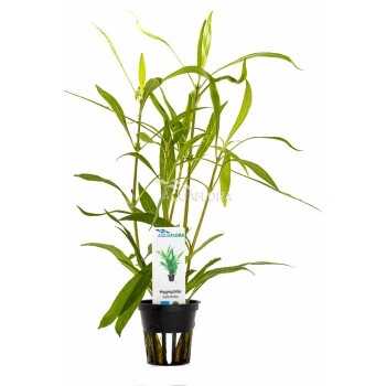 Hygrophyla salicifolia in jar - Aquaflora