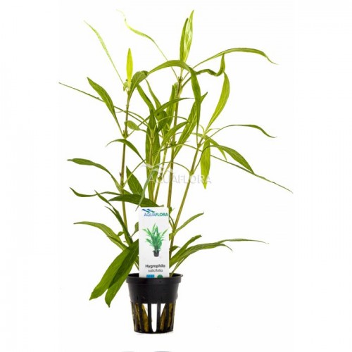 Hygrophyla salicifolia à pot - Aquaflora