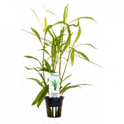 Hygrophila salicifolia in vasetto - Aquaflora