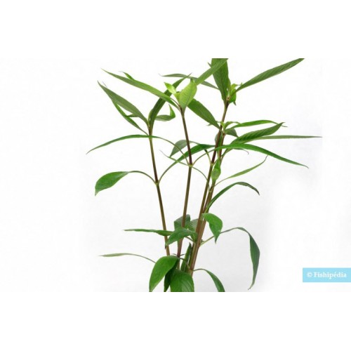 Hygrophyla salicifolia à pot - Aquaflora