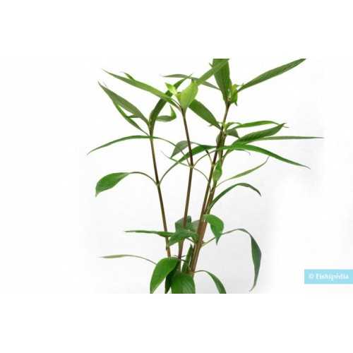 Hygrophyla salicifolia in jar - Aquaflora