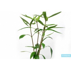 Hygrophyla salicifolia à pot - Aquaflora