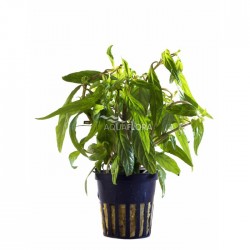 Hygrophila sp. Pantanal Wavy in pot - Aquaflora