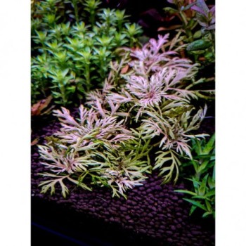 Hyptis laciniata in vasetto - Aquaflora