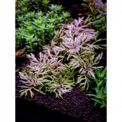 Hyptis milked in pot - Aquaflora