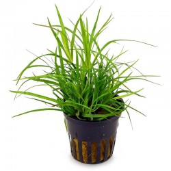 Juncus repens in jar - Aquaflora