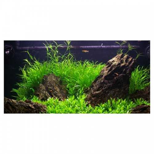 Juncus repens in jar - Aquaflora