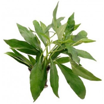 Justicia Gendarossa à Jar - Aquaflora