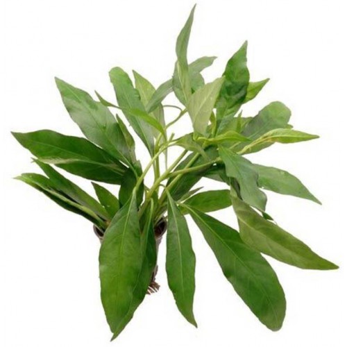 Justicia Gendarossa à Jar - Aquaflora