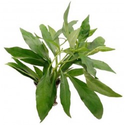 Justicia gendarossa in vasetto - Aquaflora